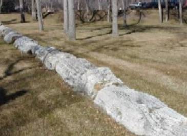 Fossilized Meta-Sequoia Tree Stumps-Donated Oct. 20, 1988, approx 60 million yrs old, from Amidon, ND.