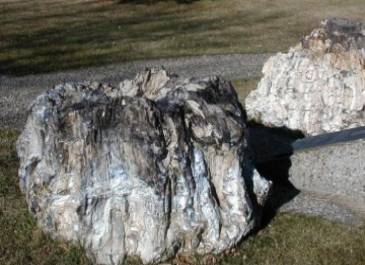 Fossilized Meta-Sequoia Tree Stumps-Donated Oct. 20, 1988, approx 60 million yrs old, from Amidon, ND.