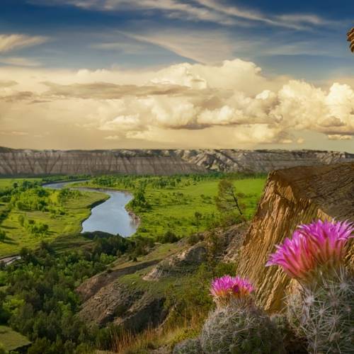 Flowers near a river in the badlands.