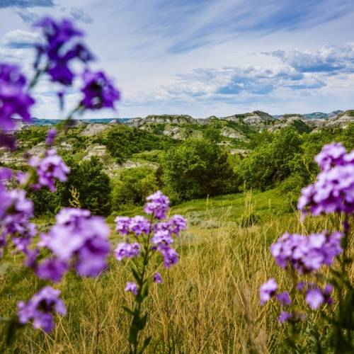 Purple Flowers at the Kildeer Moutain Four Bears Scenic Byway