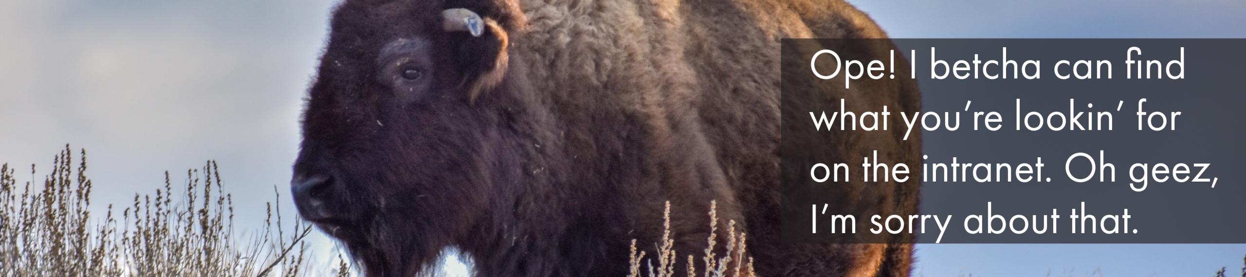 Bison in grass.