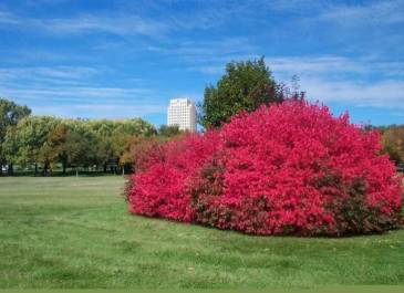 Burning Bush on Capitol Grounds-Native to NE Asia grows to 10', tolerates sun or shade.