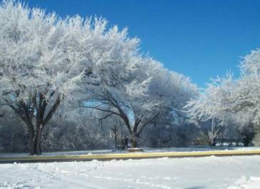 Frosty trees on Capitol complex.