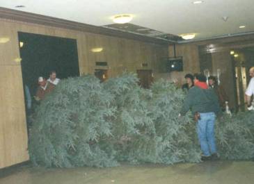 Christmas Tree Set Up-Step 2 get ready to carry the tree up the steps.