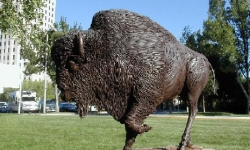 Buffalo