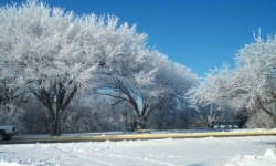 Trees with Frost