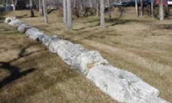 Line of tree stumps