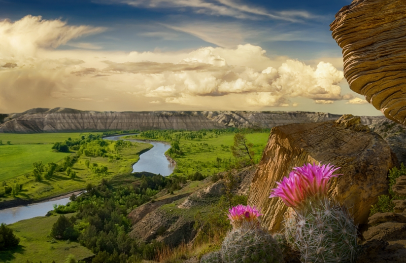 Flowers near a river in the badlands.