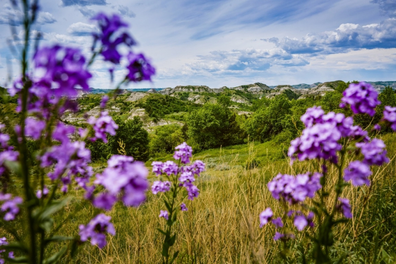 Purple Flowers at the Kildeer Moutain Four Bears Scenic Byway