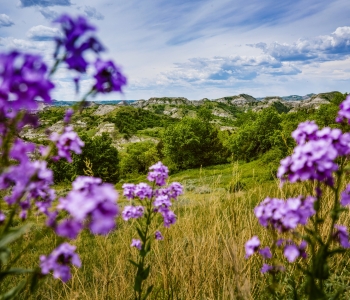 Purple flowers