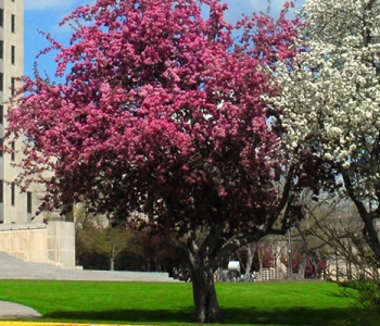 North Dakota State Capitol Spring Scene